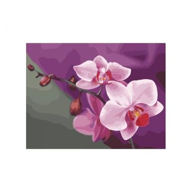 Картина по номерам "Розовые орхидеи" КНО1081, Идейка 26569